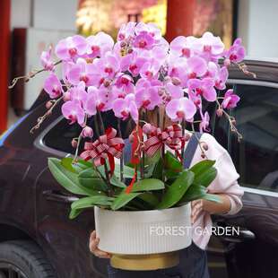 上海同城兰花盆景蝴蝶兰客户开业贺礼乔迁新居盆栽春节年宵花礼物