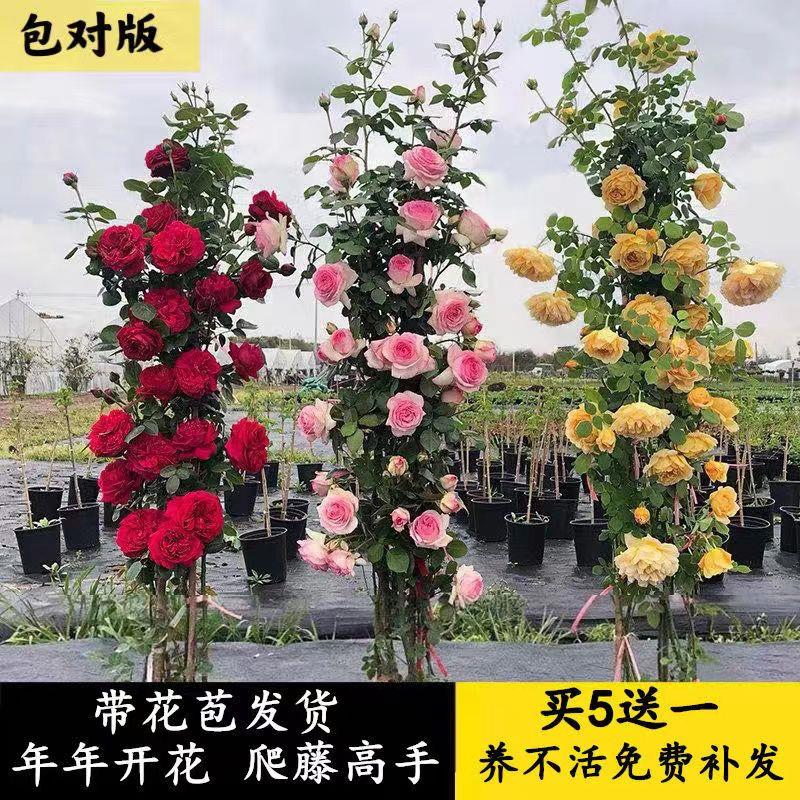 蔷薇花苗藤本月季特大庭院爬藤植物花卉盆栽阳台玫瑰爬墙四季开花