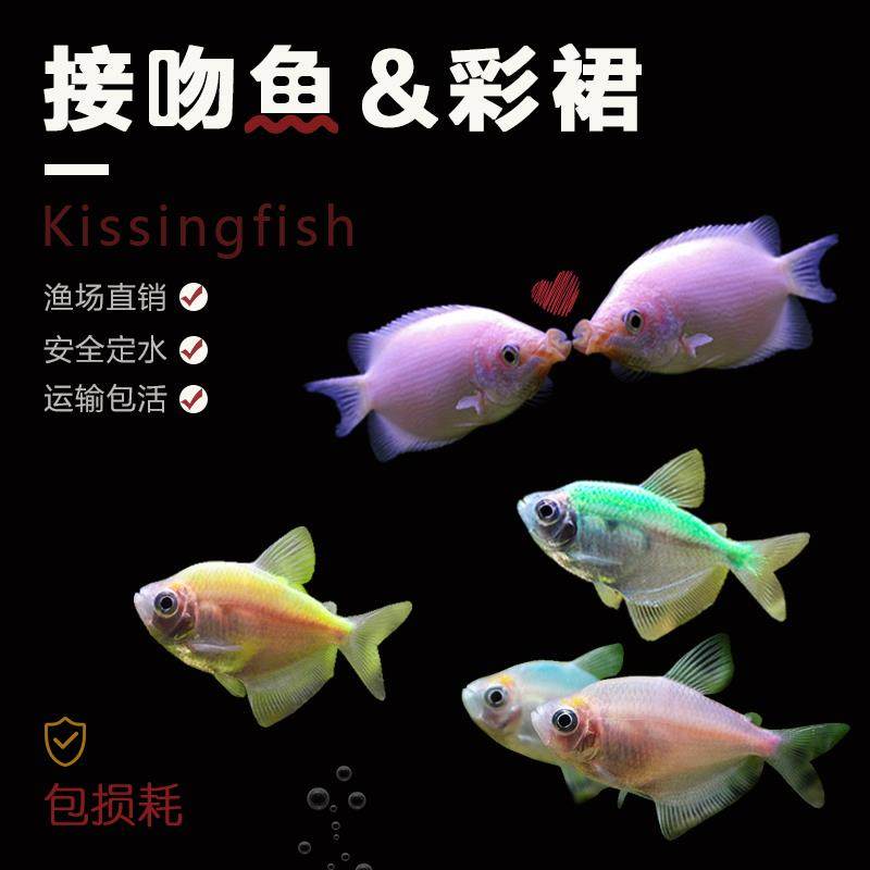 接吻鱼亲嘴鱼热带观赏鱼迷你鹦鹉鱼七彩天使鱼彩群鱼小型好养活体,宠物/宠物食品及用品,鱼,淘宝优惠券,粉丝福利购,淘宝优惠卷