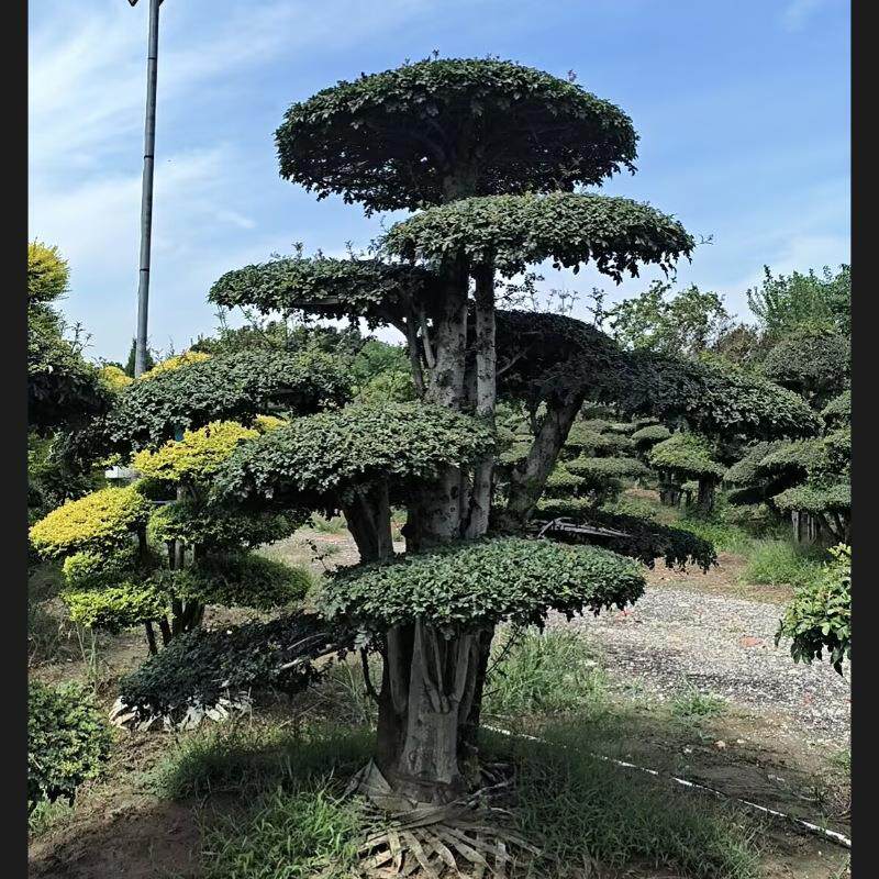 中型观赏盆景地景别墅庭院园林绿化对节白腊盆景耐寒实物挑选