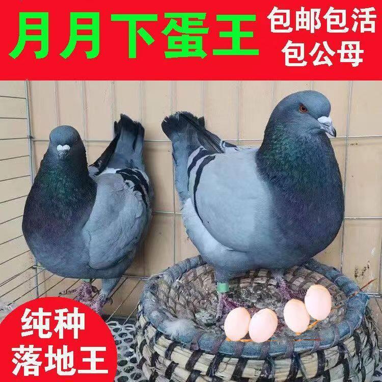 元宝鸽纯种鸽子正宗活物一对特大型元宝鸽观赏鸽肉鸽信鸽活体鸽子