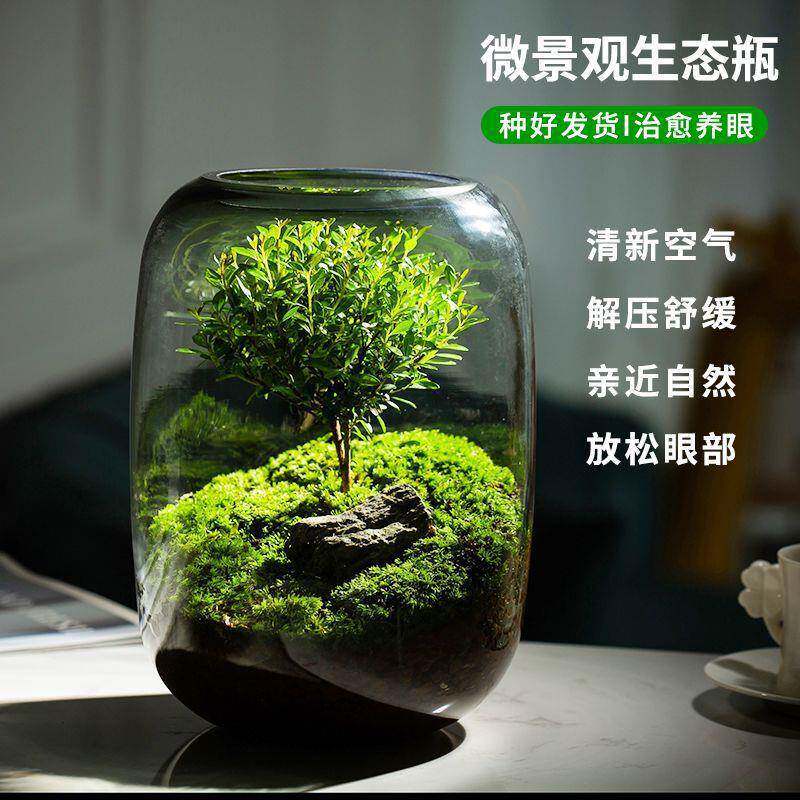 微观造景懒人苔藓微景观办公室宿舍生态植物生态瓶生命之树真植物