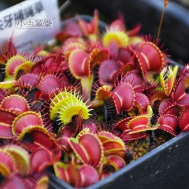 尖牙捕蝇草直播14小虫草堂食虫植物盆栽苗盆栽驱蚊捕蚊子苍蝇奇趣