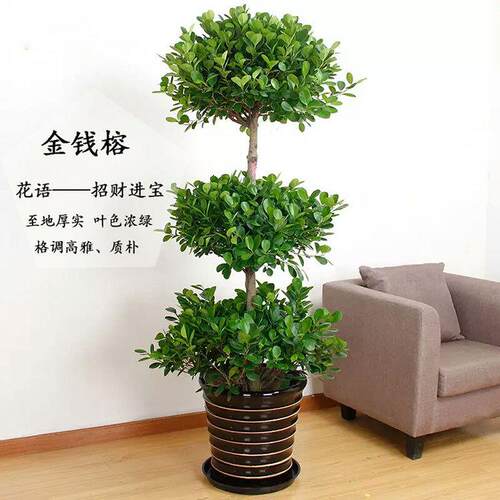 大型盆栽植物摇钱树发财树金钱榕客厅办公室绿植常青树开业招财树
