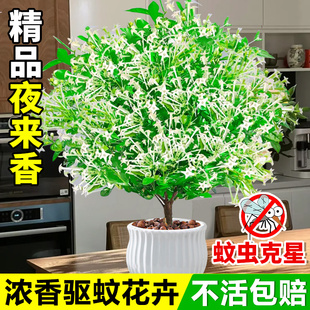 開花驅(qū)蚊植物室外庭院好養(yǎng)九里香樹苗 夜來香盆栽花卉室內(nèi)客廳四季