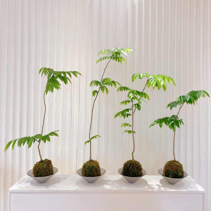黄花梨盆栽客厅庭院名贵树苗海南黄檀树办公室苔藓绿植好养活植物