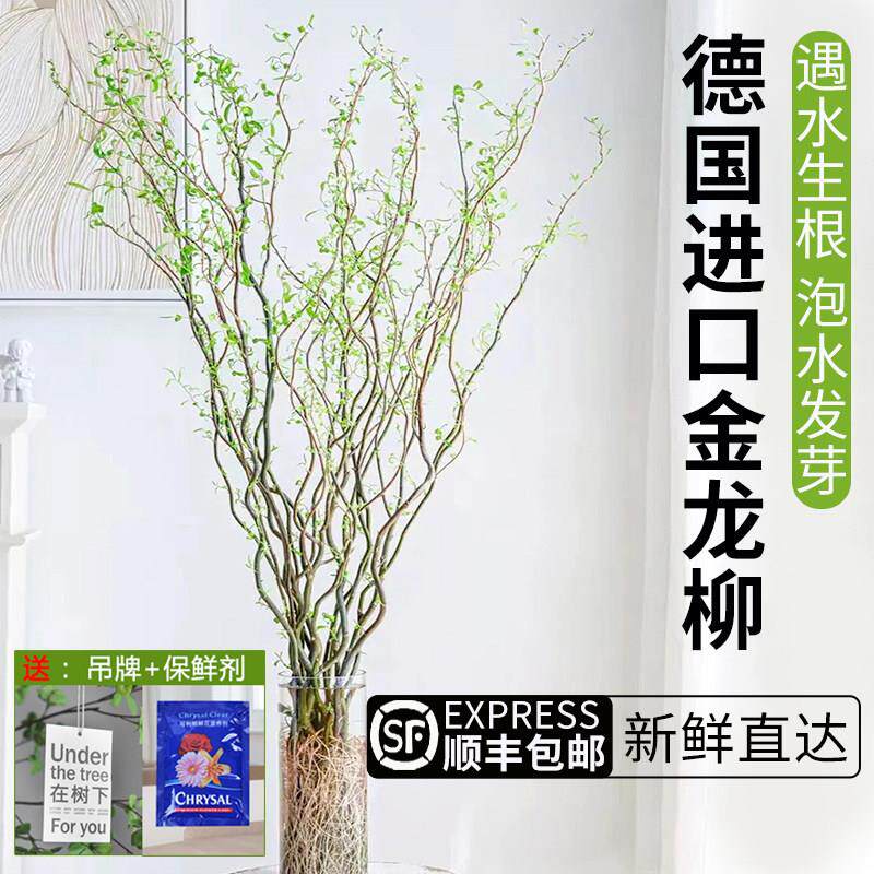 进口金龙柳鲜枝富贵竹客厅国风水培绿植物花卉办公室内盆栽四季
