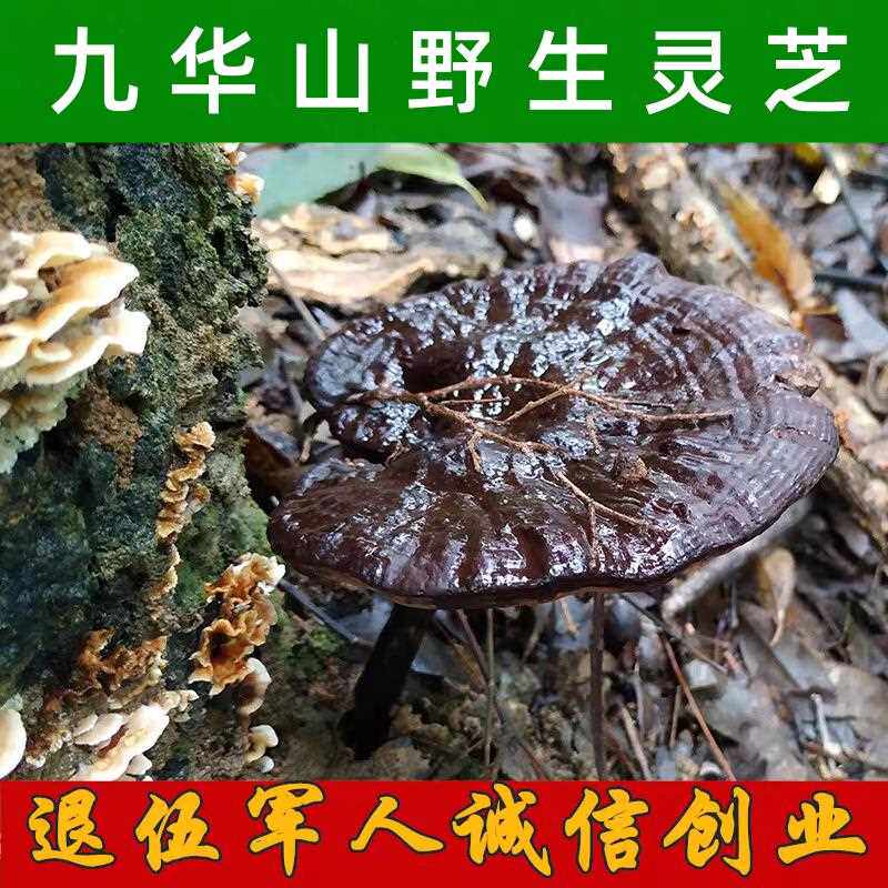 新疆西藏包邮灵芝500g 九华山紫灵芝野生灵芝紫芝安徽九华山特产