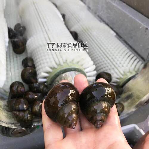自动毛刷洗田螺机器 大田螺青苔清洗机 洗贝壳类毛刷机