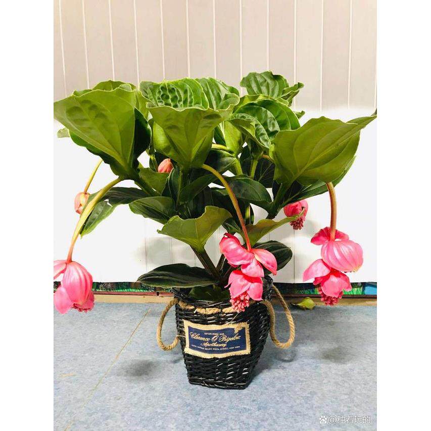29.9-98进口木质化宝莲灯花盆栽花卉绿植室内吸甲醛客厅办公室高
