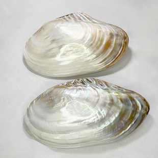 天然贝壳珍珠母贝淡水河蚌工艺品摆件鱼缸造景旅游区纪念品批发