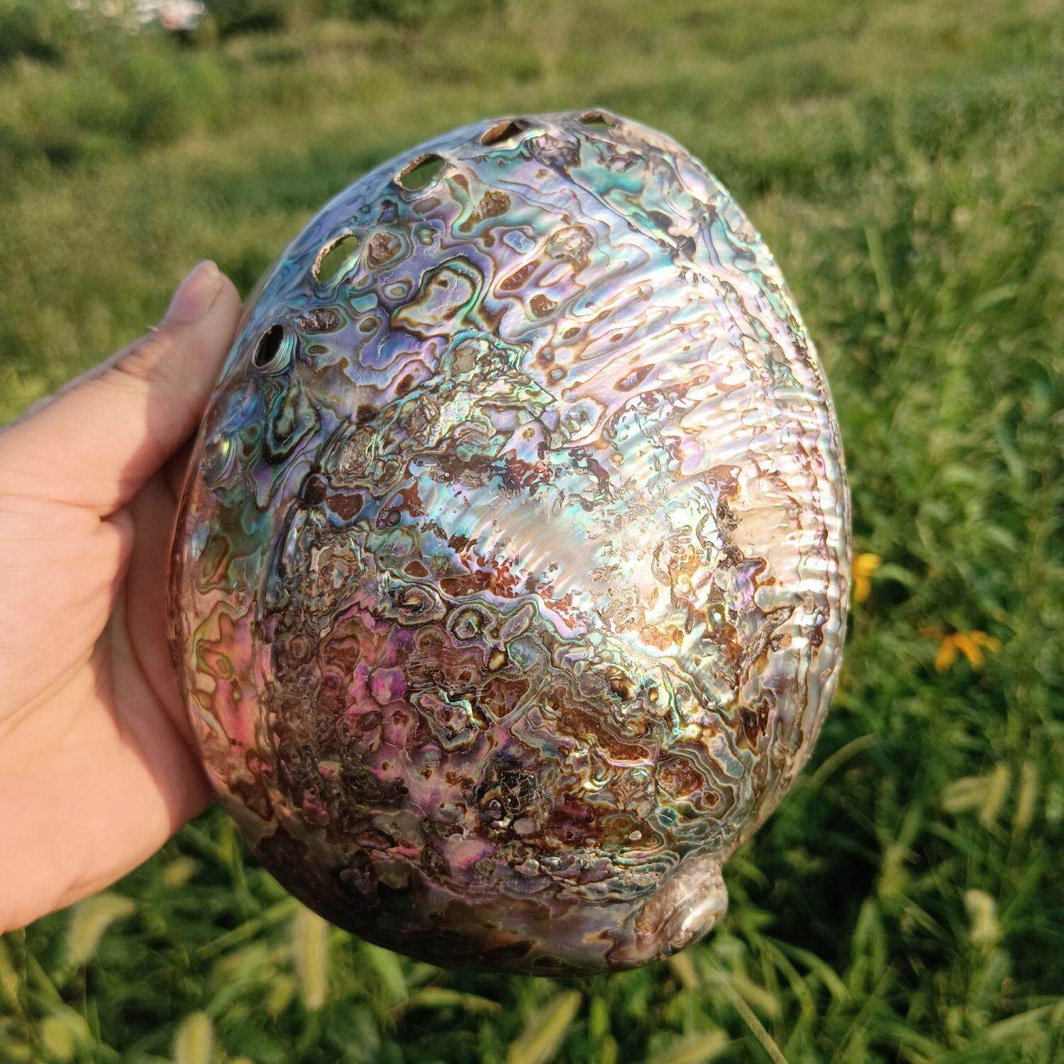 天然巴西鲍鱼壳大海螺贝壳摆件工艺品鱼缸水族造景标本