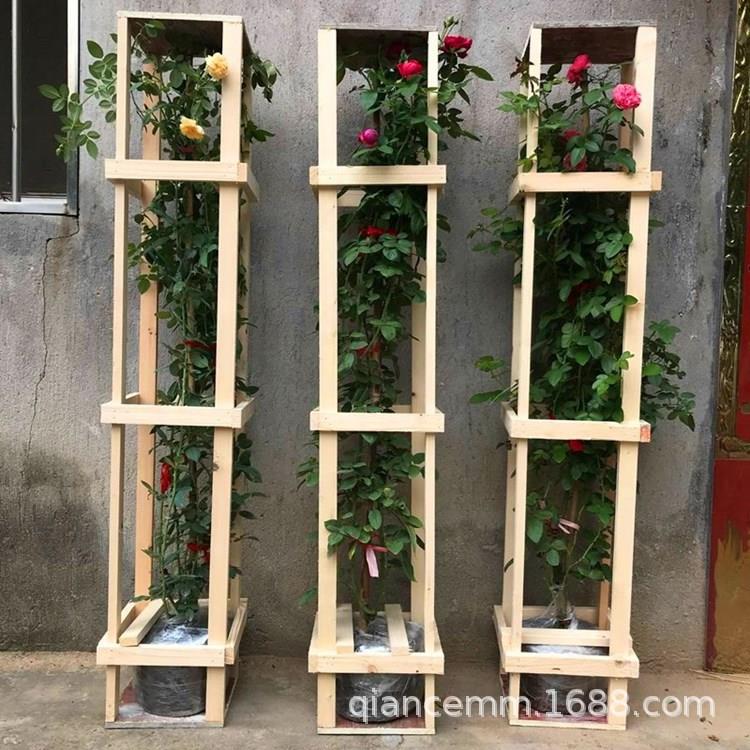品种欧月 多花蔷薇苗 当年开花藤本月季苗 爬藤花卉龙沙宝石