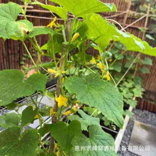 种植箱花箱金属种植床园林花园露营金属菜床种菜床蔬菜种菜箱