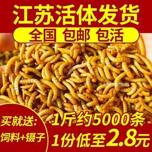 饲料 爬宠 活饵 昆虫 面包虫 黄粉虫