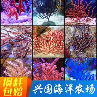 海树组合拼盘 蓝海树海柳红黄珊瑚海水NPS活体珊瑚彩色组合活体