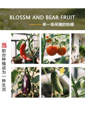 【新款特深一联箱】家庭室外庭院专用种花种菜花箱造景花盆种植箱