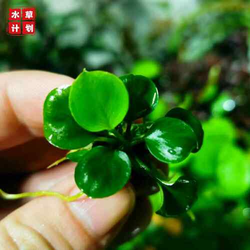 迷你圆心榕小水榕稀有品种草缸鱼缸水草造景装饰阴性水草无需CO2