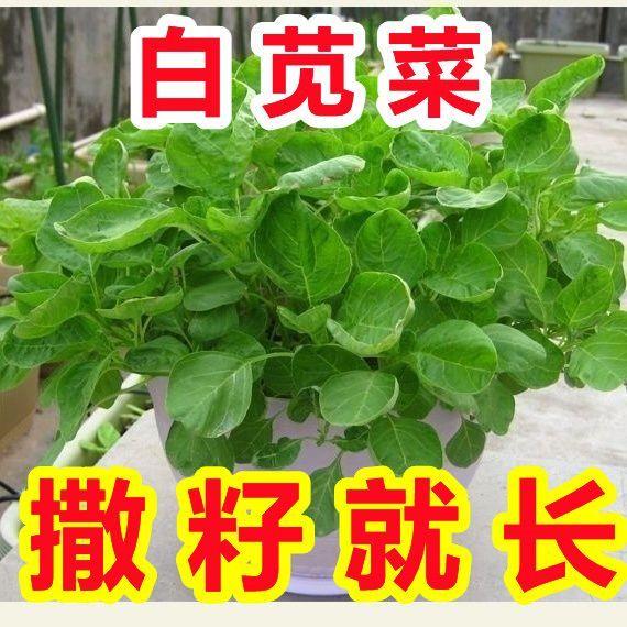糯米白圆叶苋菜种子新籽春播速生蔬菜种子嫩滑糯香阳台田园易种植