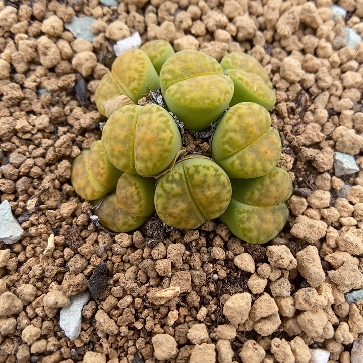 10头捧花群黄鸣玄生石花母本群