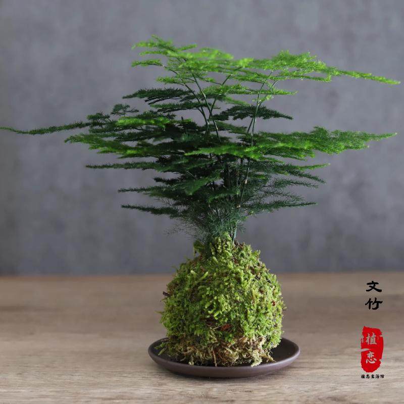 文竹室内小盆栽水培易活植物好养办公室绿植桌面创意盆景苔藓玉球,鲜花速递/花卉仿真/绿植园艺,绿植,淘宝优惠券,粉丝福利购,淘宝优惠卷