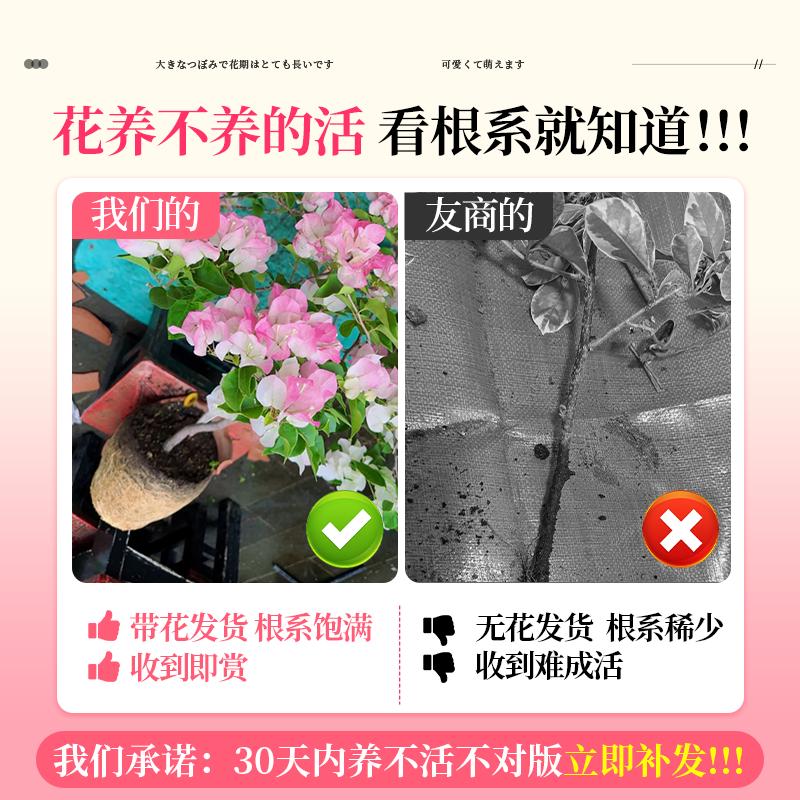 三角梅重瓣四季开花盆栽带花矮桩爬藤花卉老桩特大号阳台庭院好养