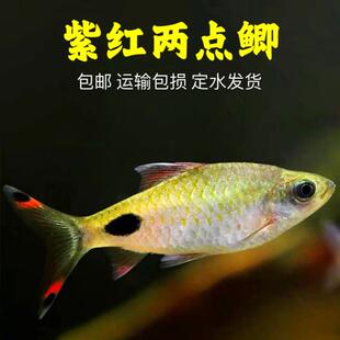 紫红两点鲫热带观赏鱼彩虹钻石鲫追鱼熊猫鲫鱼淡水草缸小型鱼活体