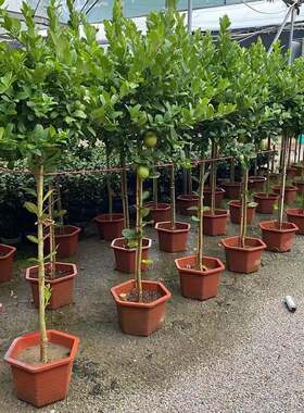 四季结果柠檬树盆栽包邮阳台带果花苞树苗庭院植物水果树绿植室内