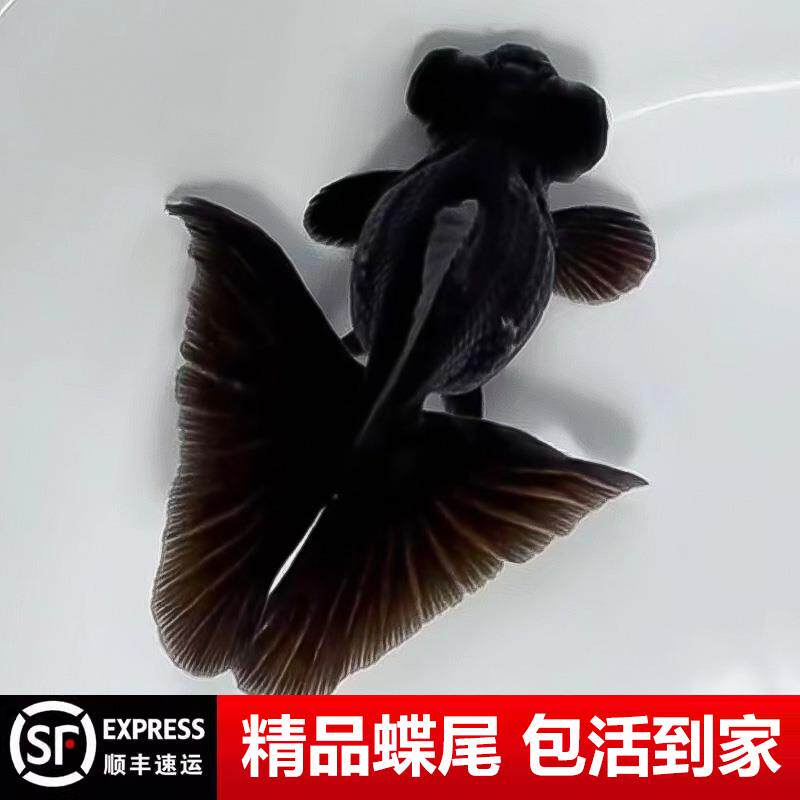 蝶尾精品金鱼龙睛包金蝶尾鱼熊猫金鱼苗鱼苗鱼活体冷水鱼观赏鱼AA