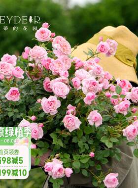 海蒂的花园 铃之妖精勤花抗病月季微月阳台庭院盆栽花卉植物花苗