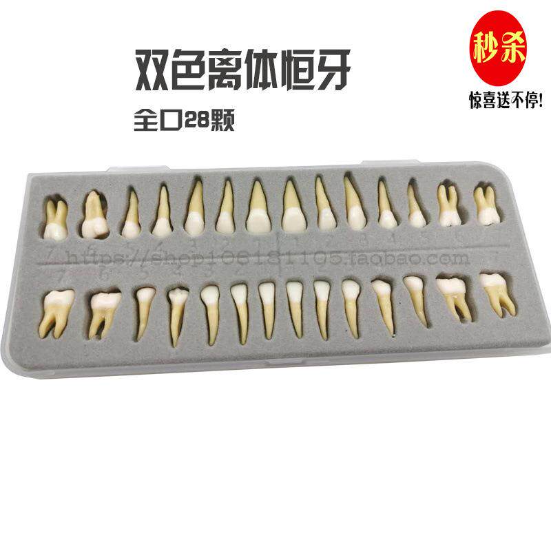 28颗双色恒牙有牙根开髓离体牙模型 成人全口标准牙齿模型包邮