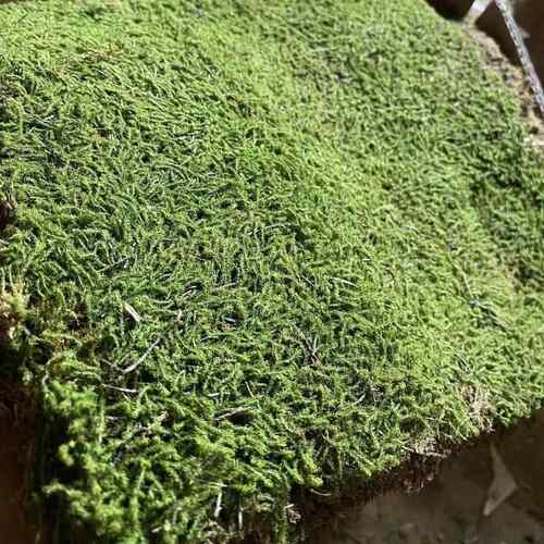 星星藓砂藓苔藓鲜活日式庭院苔藓耐晒园林青苔工程苔藓造景微景观 - 封面