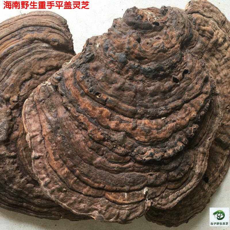 海南野生平盖灵芝重手南方树舌海南树舌灵芝 枫树平盖可切片500克