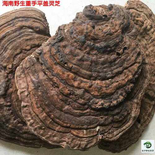海南野生平盖灵芝重手南方树舌海南树舌灵芝 枫树平盖可切片500克