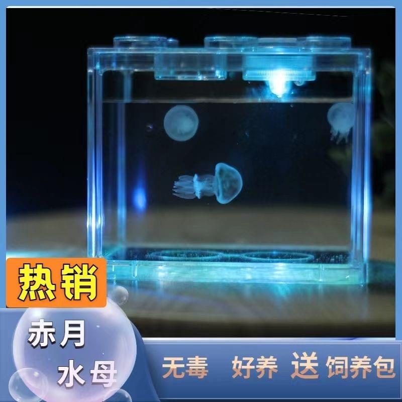 可上手小宠物懒人小宠物适合养的宠物学生宿舍适合儿童小孩养的赤