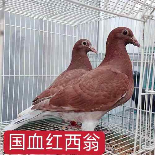 红西翁国血种鸽公母一对幼鸽青年鸽红色赛鸽家飞鸽血统鸽正品一对