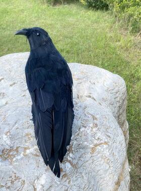 仿真羽毛黑乌鸦鸟摆件万圣节道具主题场景装饰摆饰尺寸30-40厘米