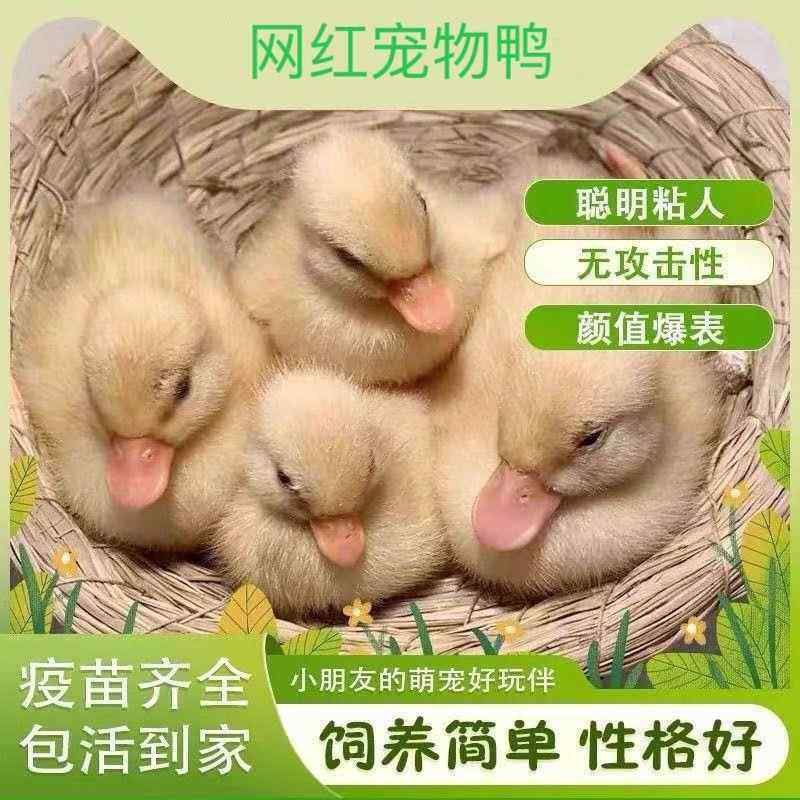 柯尔鸭活宠物小黄鸭子活苗可达鸭活物柯基鸭观赏鸭科尔鸭仔小鸭子,宠物/宠物食品及用品,宠物鸭,淘宝优惠券,粉丝福利购,淘宝优惠卷