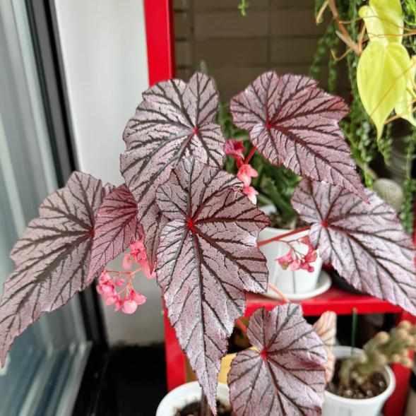 阿修罗秋海棠盆栽 竹节类 鳟鱼室内彩叶芋海芋海棠花观叶水培植物