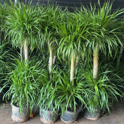 龙血树客厅绿植双层龙须树黑珍珠客厅绿植室内大型龙血树植物盆栽