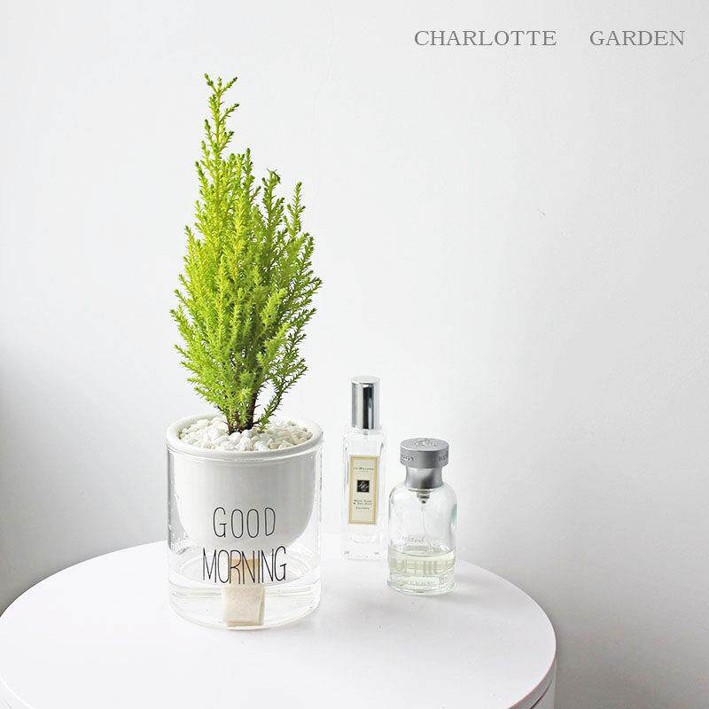 Charlotte 水培植物 铜钱草 栀子花 室内盆栽植物 创意生日礼物