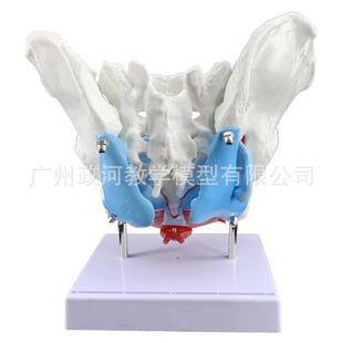 女性肌盆肉模型及盆底模型肌子宫模型盆骨分娩助产796教骨学医学