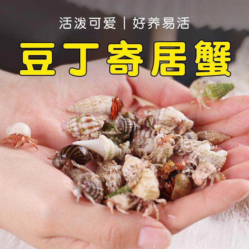 寄居蟹新手套餐饲养箱盒~饲养用品 相守蟹套装桌面宠物儿童礼物