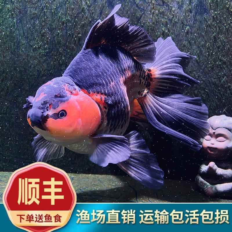 进口精品f1原种麒麟百褶宽尾泰狮鱼金鱼活体狮子头冷水淡水招财鱼