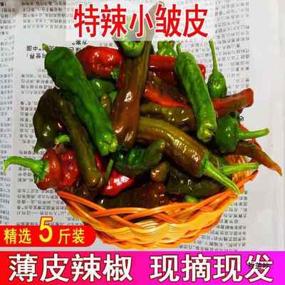 枣庄薄皮辣椒新鲜小皱皮螺丝椒虎皮青椒辣子鸡本地土辣椒现摘辣