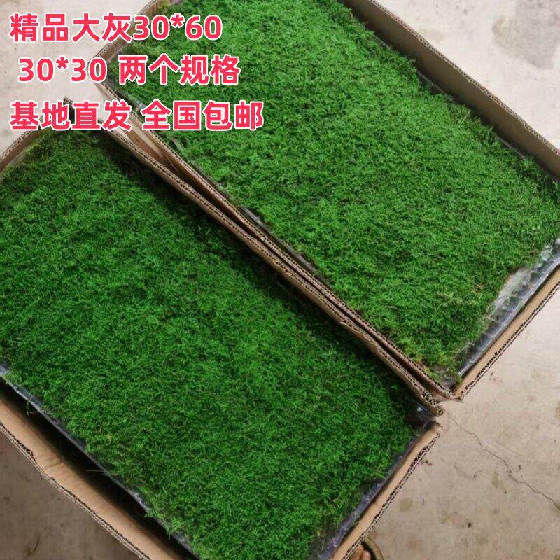 永生大灰藓婚礼专用苔藓庭院室内造景微景观园艺庭院花艺假山青苔