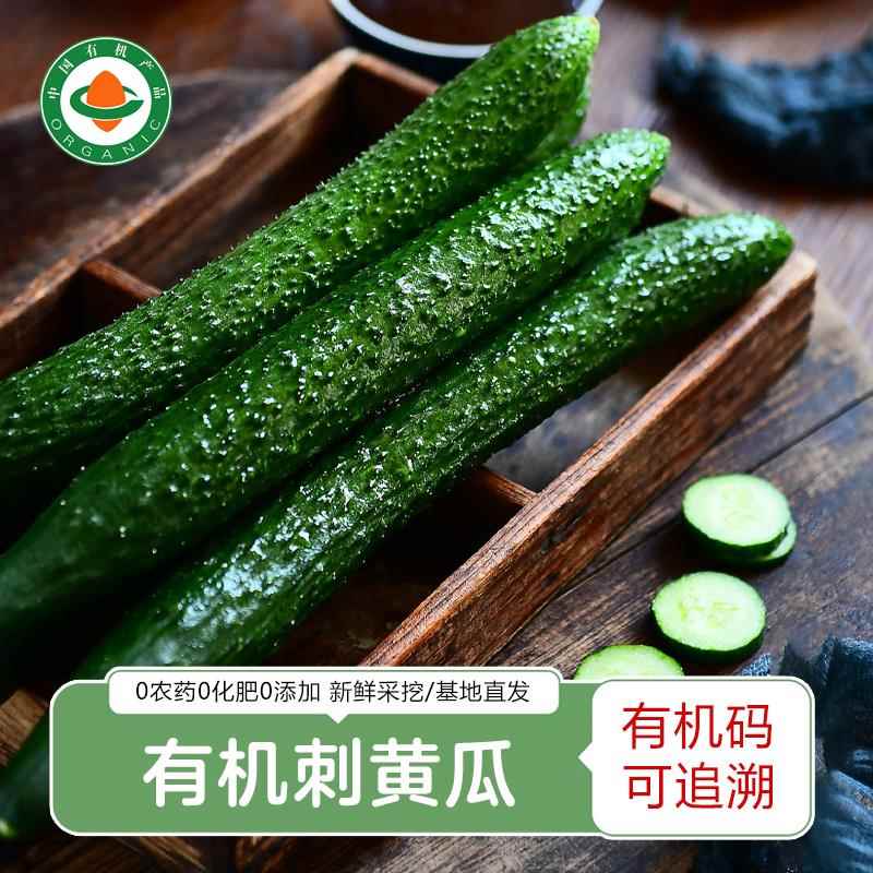 有机黄瓜 新鲜采摘刺黄瓜水果黄瓜蔬菜沙拉