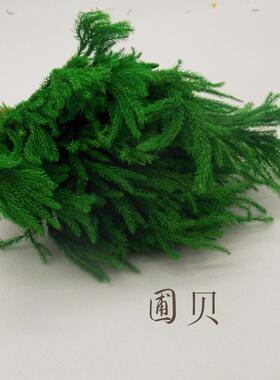 云南永生花礼盒辅材干花现货翠绿色石松松枝热销永生花