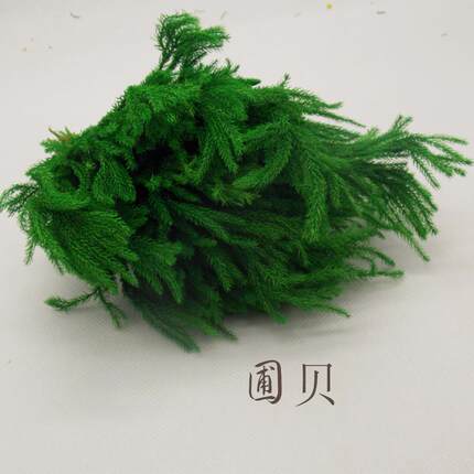 云南永生花礼盒辅材干花现货翠绿色石松松枝热销永生花