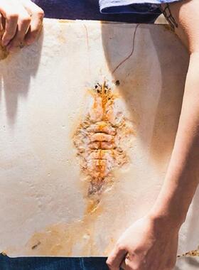 跨境商用网红甲骨文章鱼仙贝机不粘锅铝合金烤盘巨型“化石”仙骨